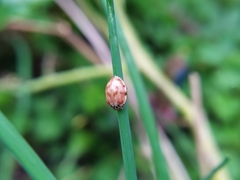 Harmonia quadripunctata