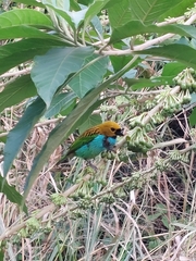 Tangara cyanoventris