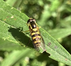 Epistrophella emarginata