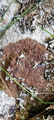 Anaptychia runcinata