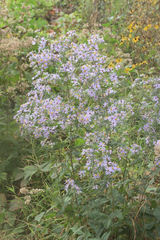 Symphyotrichum shortii