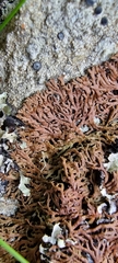 Anaptychia runcinata