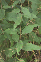 Symphyotrichum shortii