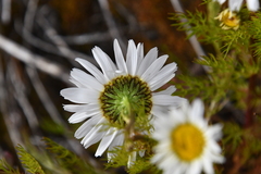 Tripleurospermum hookeri