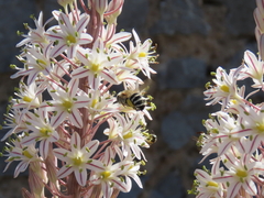 Amegilla quadrifasciata