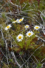 Tripleurospermum hookeri
