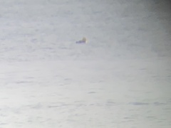 Somateria spectabilis