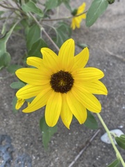 Helianthus petiolaris