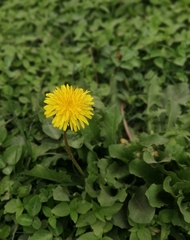 Taraxacum