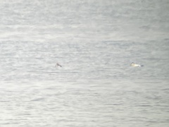 Somateria spectabilis