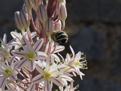 Amegilla quadrifasciata