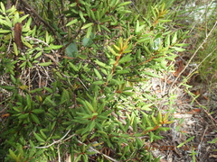 Lyonia ferruginea