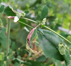 Hayhurstia atriplicis