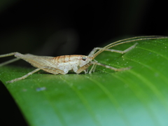 Talitropsis poduroides
