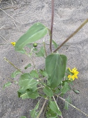 Helianthus petiolaris