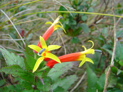 Siphocampylus westinianus