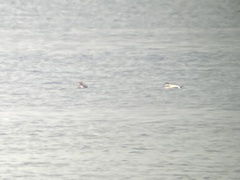 Somateria spectabilis