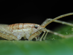 Talitropsis poduroides