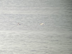 Somateria spectabilis