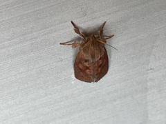 Acrolophus plumifrontella