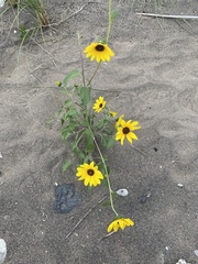 Helianthus petiolaris
