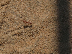 Pogonomyrmex subnitidus