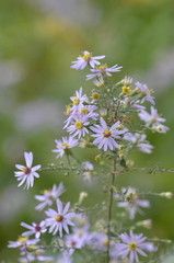 Symphyotrichum shortii