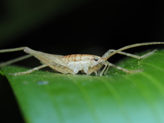 Talitropsis poduroides
