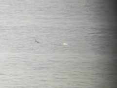 Somateria spectabilis