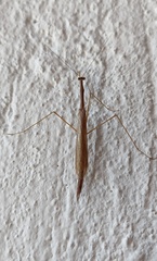 Bistanta mexicana