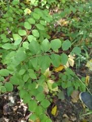 Symphoricarpos orbiculatus