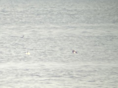 Somateria spectabilis