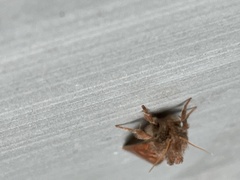Acrolophus plumifrontella