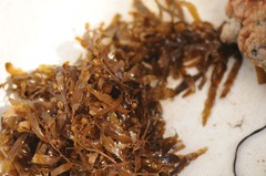 Sargassum filipendula