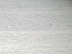 Somateria spectabilis