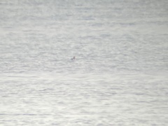 Somateria spectabilis