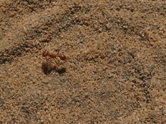 Pogonomyrmex subnitidus