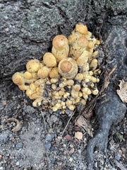 Gymnopilus subspectabilis