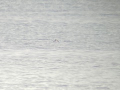 Somateria spectabilis