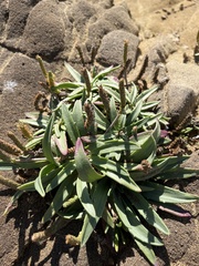 Plantago maritima