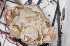 Anomia simplex image