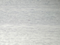 Somateria spectabilis