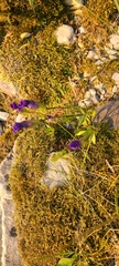 Gentianinae