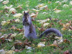 Sciurus carolinensis