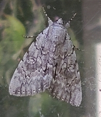 Catocala habilis