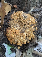 Gymnopilus subspectabilis