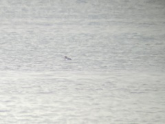 Somateria spectabilis