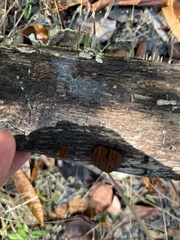 Stemonitis