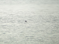 Somateria spectabilis