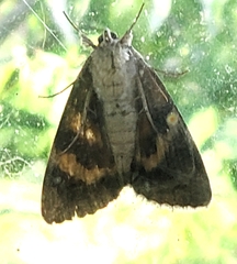 Catocala habilis